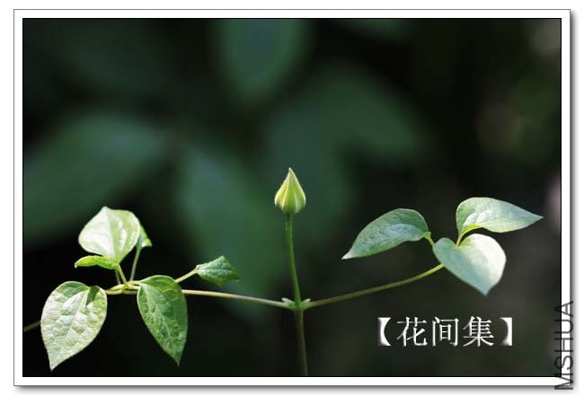 IMG_9157 ����.jpg