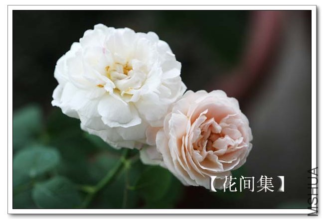 IMG_5542 ����.jpg