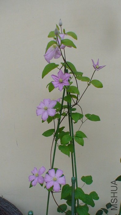 4-29�գ������߶仨��5-3�տ��˾Ŷ䣬��ʱ�������������ģ���ϧû���ա�