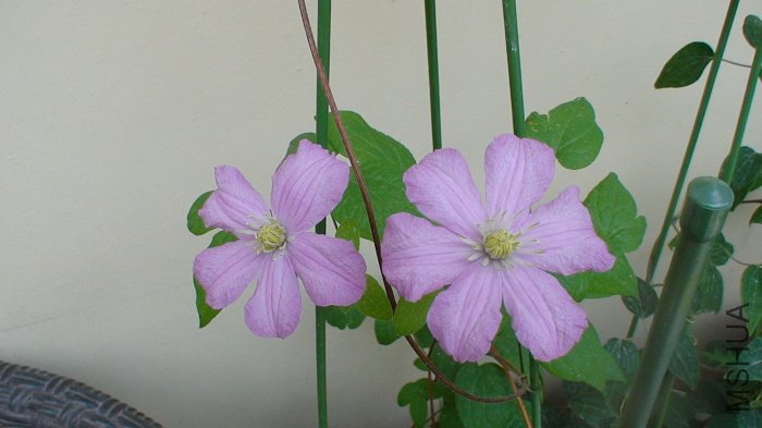 ��������һ�Զ���