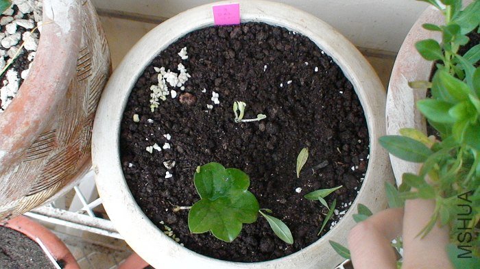 �ֺú�ֻ������һ��ѿ��û�뵽������ֻ��������һ��ѿ���������ѿ�͸������ˣ�û��������