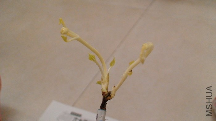 ��ʱ����������׳�Ĵ�ѿ��