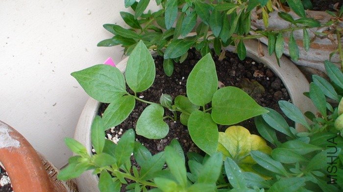 4-25�գ����²�ʮ��Ͷ��˸��󻨰���һ��������ֲ��Ͳ��ٳ�������