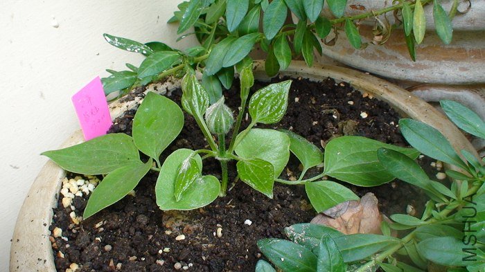 ԭ���Ǳ߳������߳���֦����