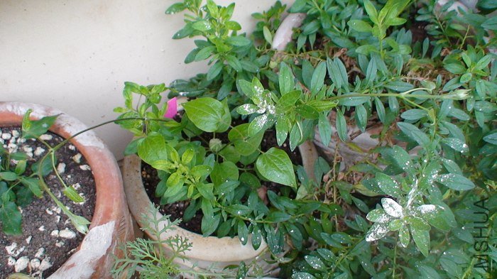 5-4�գ����µ�20�졣��ϸ��һ�£����ߵķ�֦�Ѿ����ܳ�����