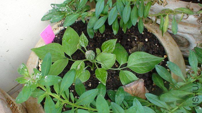 4-29�գ����µ�15�죬�⻨�����Ա����������С�֡�