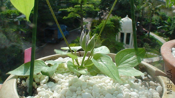 5-5�գ����µ�21�죬�������졣