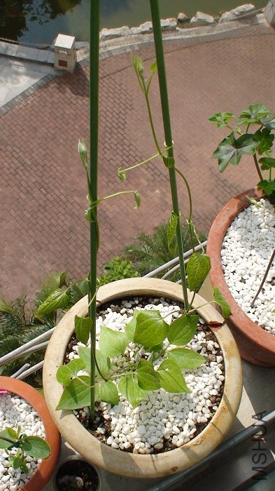 ����ȫ������ӣ���֦��̫������������������֧�ܣ�����֦��������������档