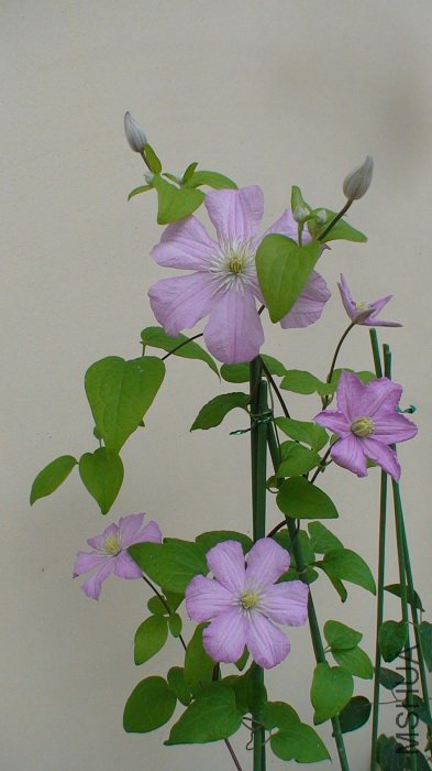 �����Ļ�����������Ҫ��һЩ��