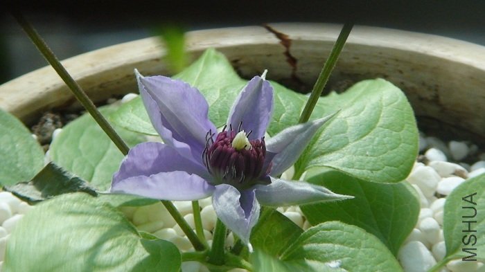 5-6�գ����µ�22�죬����ոտ�ʼչ��ʱ�����ӡ�