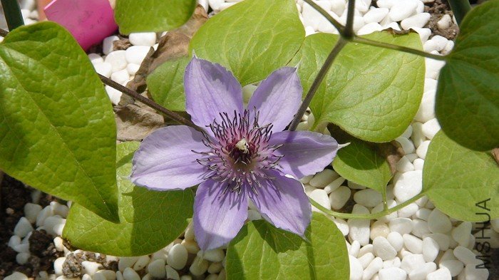 �ٸ���һ�¡���ʵ�������󣬲���8CM��