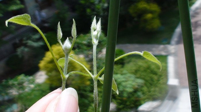 5-9��, �鳤����������֦���Ķ���Ҳ��������һ���������ڴ����ٻ������䡣����������