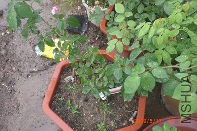 ����ѷ�ļ���������̾���