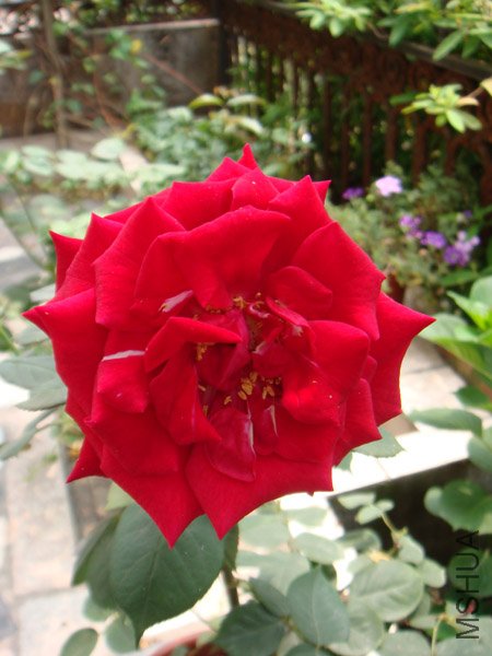 DSC02910.JPG