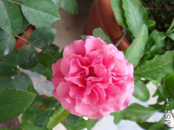 DSC02903.JPG