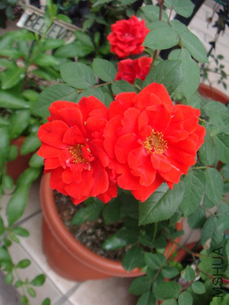 DSC02904.JPG