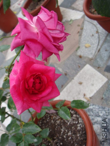 DSC02919.JPG