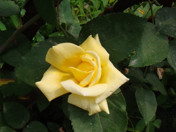 DSC02914.JPG