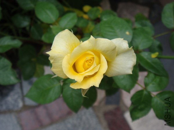 DSC02937.JPG