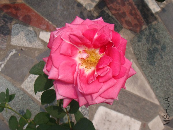 DSC02907.JPG
