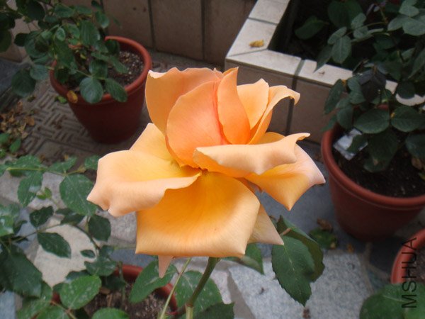 DSC02918.JPG