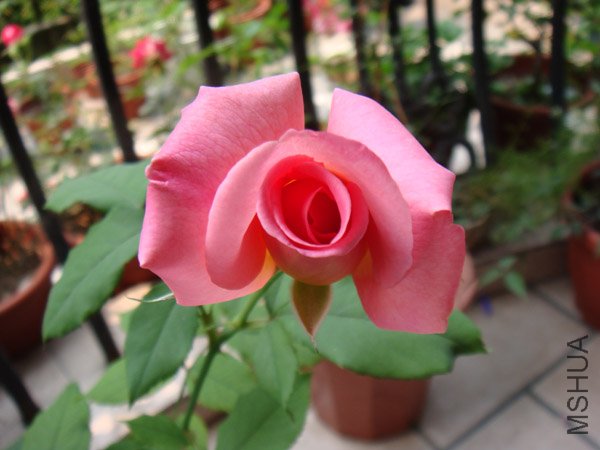 DSC02924.JPG