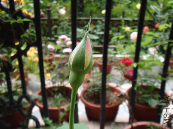 DSC02902.JPG