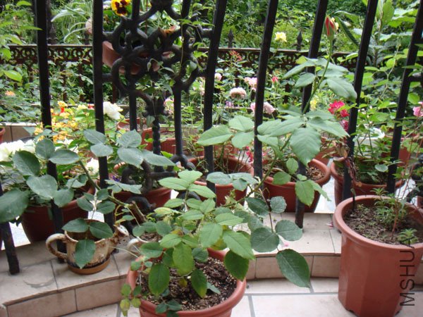 DSC02922.JPG