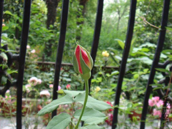 DSC02921.JPG