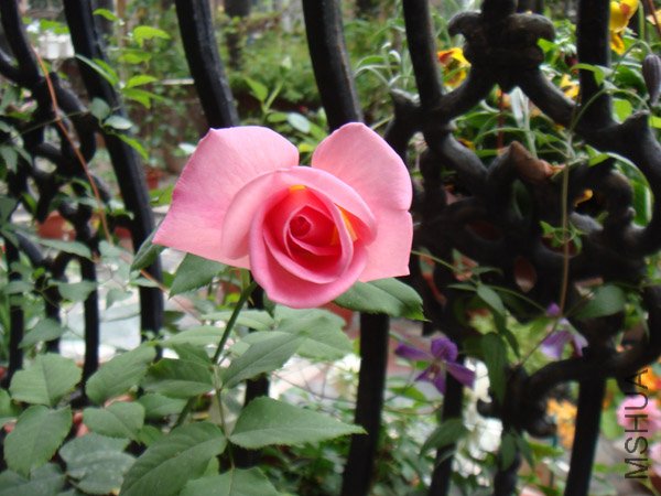 DSC02934.JPG