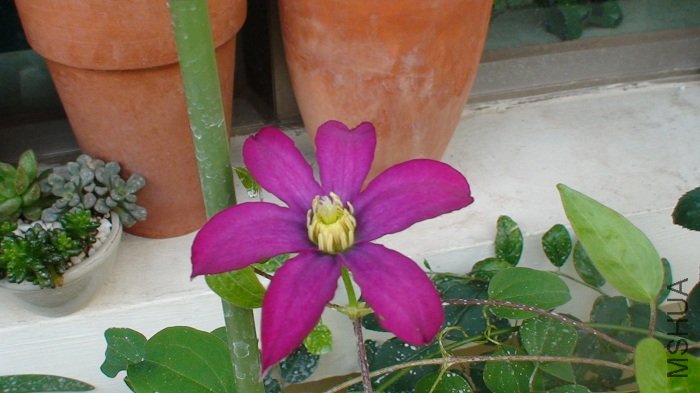 5-11�գ������Ŀ����˵ڶ��仨����仨����һ��Ҫ�������