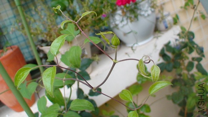 5-4�գ��³����֦����Ҳ������С���١�