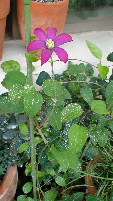 ����ȫ������ӡ�