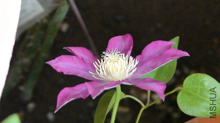 3-30�գ����ڿ����˵�һ�仨����Ȼʵ���Ǻ�С��