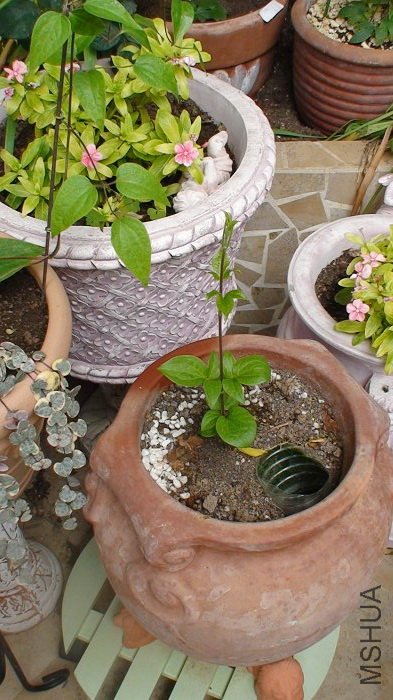 4-17�գ��Ѿ��鳤��֦����