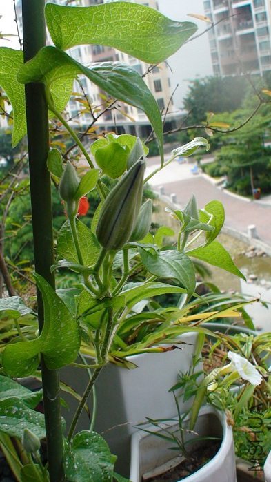 5-11�գ����������ѿ����졣