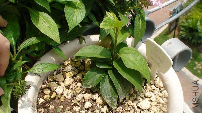 4-29�գ�֦�����ڿ�ʼ�鳤��.