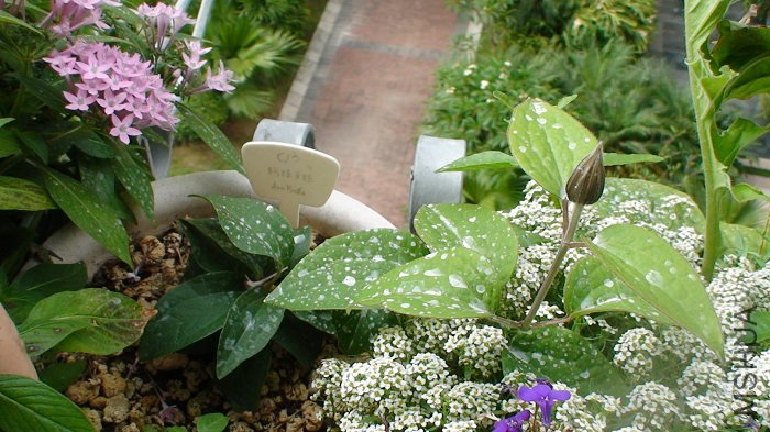 5-14�գ�����������ɫ��