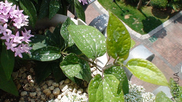 5-9�գ����ְ��������鳤��֦�����˳���һ��С��������