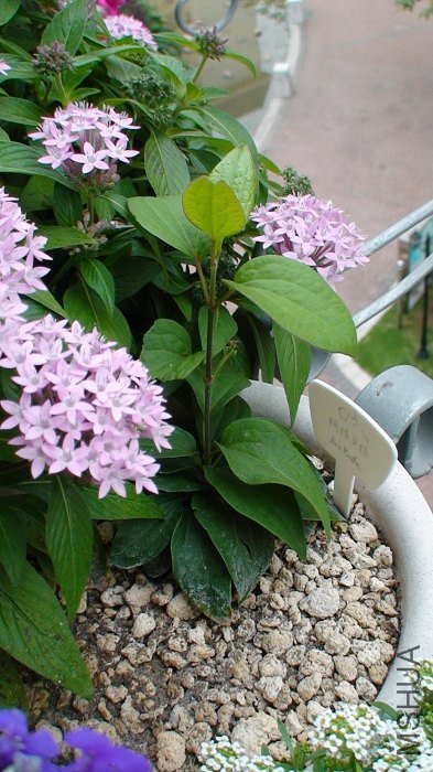 5-4�գ�֦���ֳ鳤��һЩ.