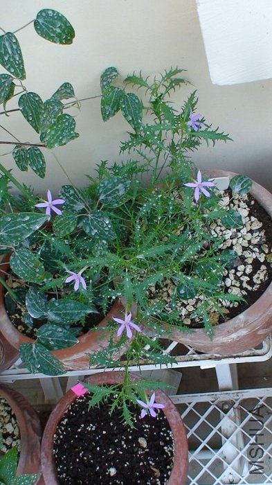 5-9�յĿ����ߡ����Ҽ�ʣ���ڣ�û�г���ѿ��������Ѿ��ͬ�껨�Ϳ�ʼ���������ˣ��Ҷ��ں�ڸ�����Ѿ����!