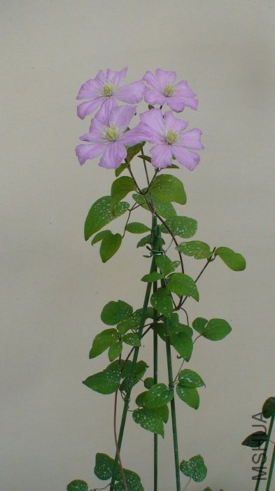 9�仨��ȫ��ͱ��Ҽ��ˣ�һֱ��5-11�ղŰ������ĸ��������ˡ���������������������Ļ���С��ࡣ