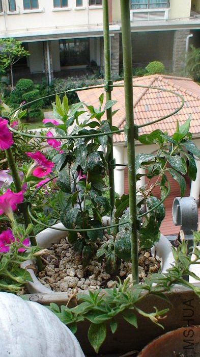 5-11�յ����ӣ���ѿû�ܳ�������ԭ�е�4��֦�����ڷ�������3�������ڶ����ͳ����˷�֦��