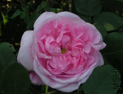 t_fantin_latour__the_queen_of_them_all_162.jpg