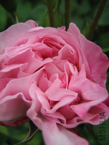 2535913785_844efd388c.jpg