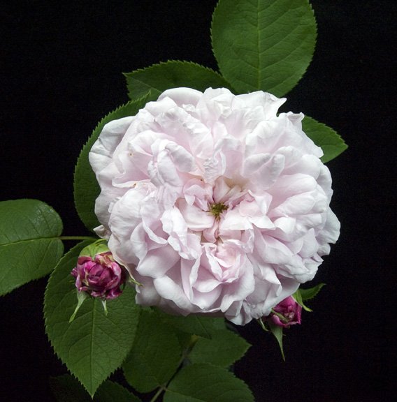 CL19 Victorian_Fantin-Latour_RIRS Rose Show_0043web.jpg