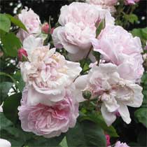 rosa_fantin_latour.jpg
