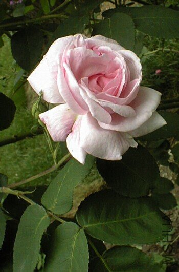 fantin-latour2.jpg