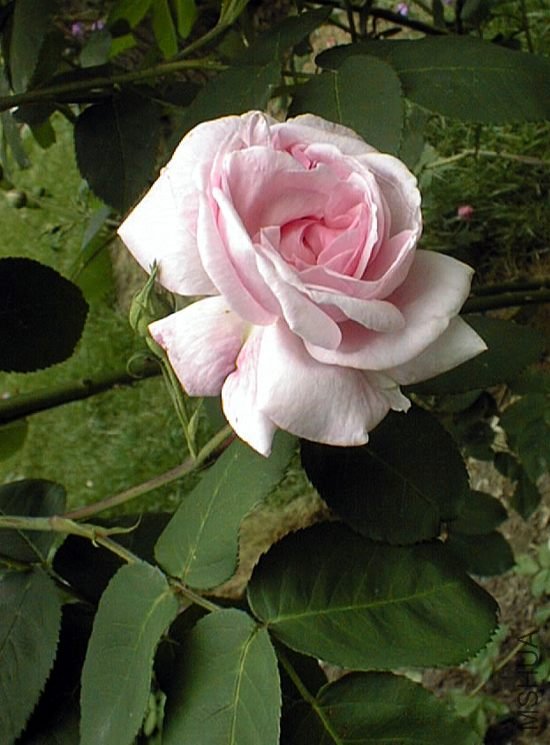 fantin-latour06.jpg