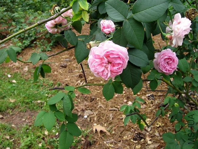 Fantin Latour 9.jpg